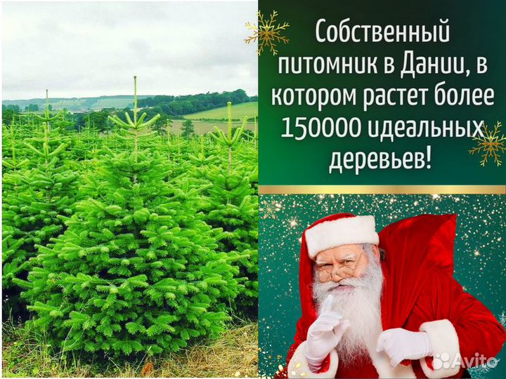 Пихта Фразера Живые елки оптом Новогодняя