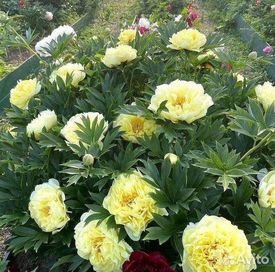 Пионы корневища Бартзелла