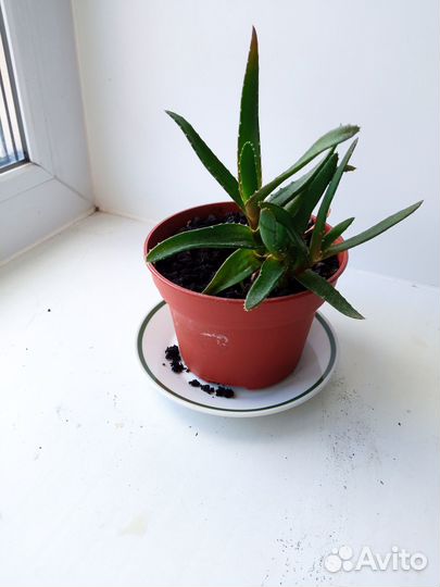 Комнатные растения цветы