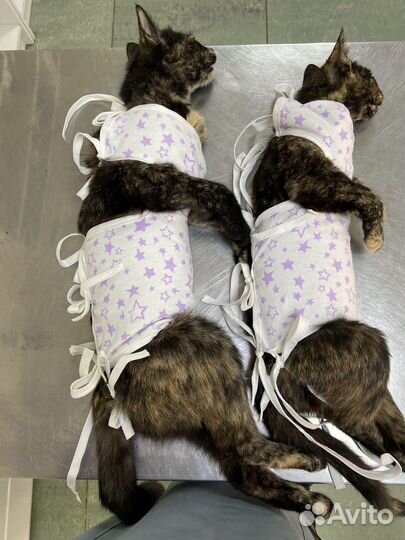 Ветеринарный врач на дом круглосуточно