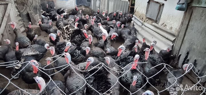 Домашняя индейка