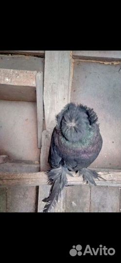 Голуби Бухарские Барабанщики