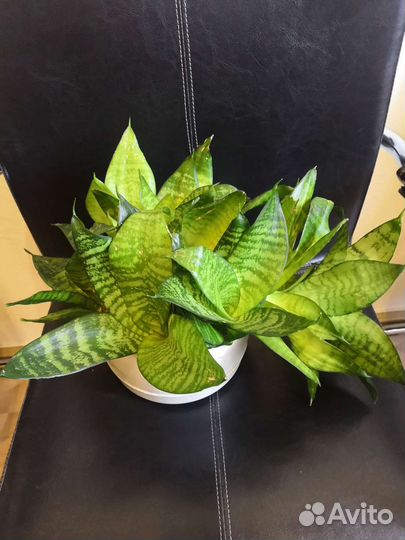 Комнатные цветы много