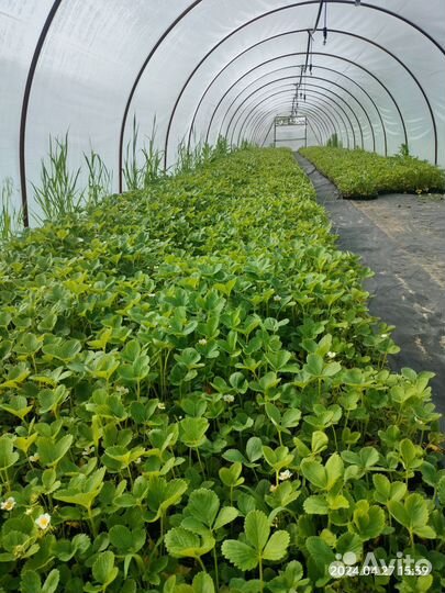 Рассада клубники