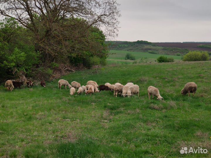 Овцы бараны ягнята