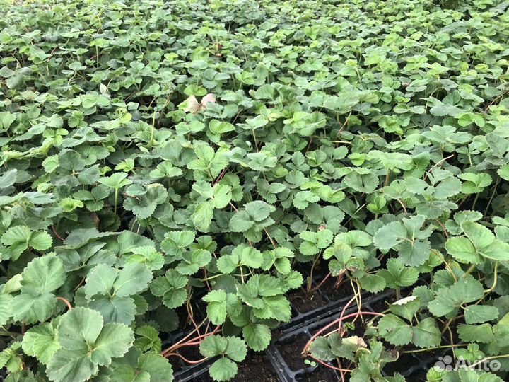 Рассада Клубники Мурано, сандра