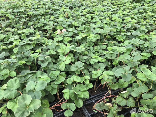 Рассада Клубники Мурано, сандра