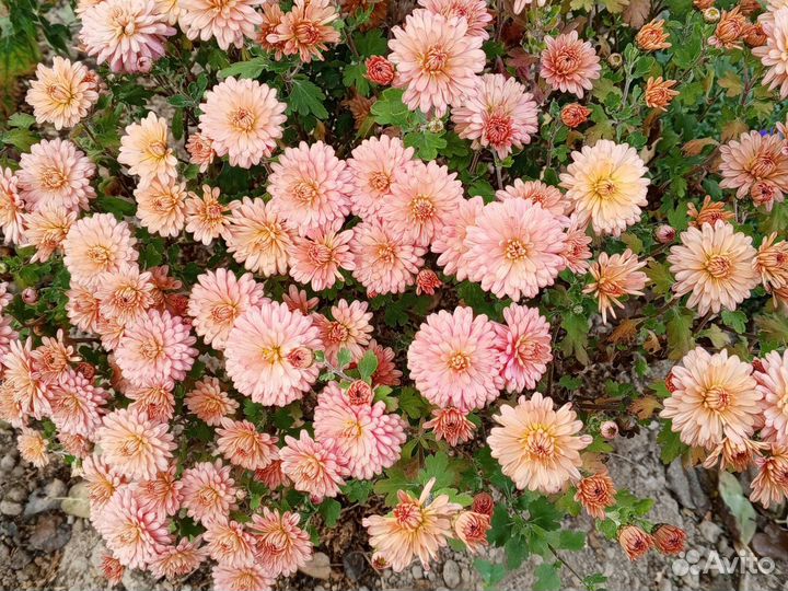 Хризантемы корейские, хорошая ветка с побегами