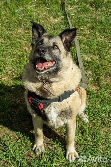 Стив ищет дом (собака из приюта)