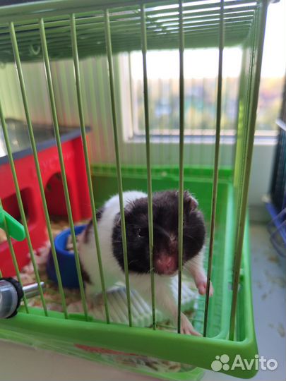Сирийский хомяк с клеткой