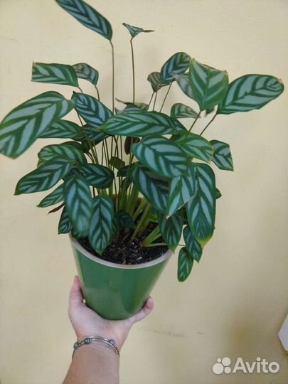 Ктенанта Оппенгейма