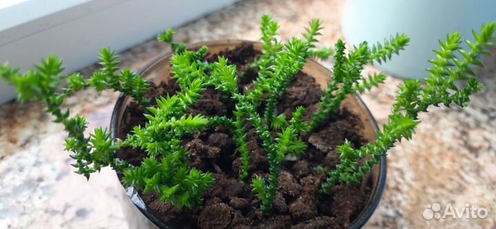 Комнатные цветы суккуленты