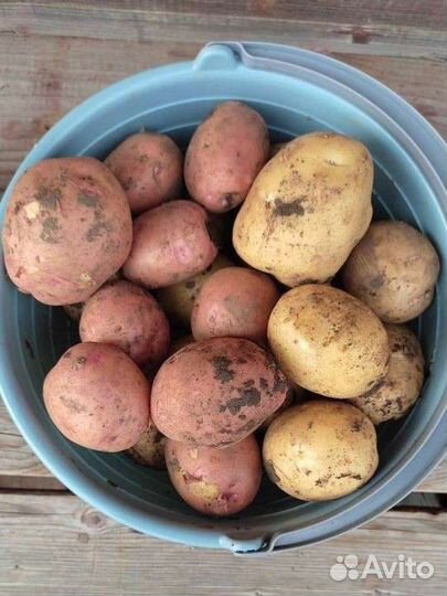 Картофель, чеснок, морковь, хрен