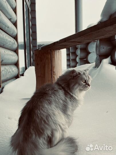 Кошка британская длинношерстная