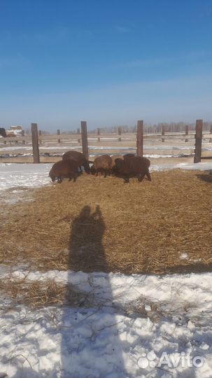 Курдючные бараны овцы