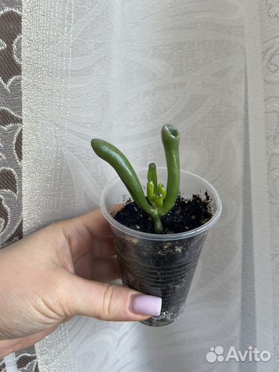 Крассула коралл