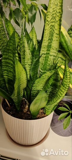 Сансевиерия, тещин язык, щучий хвост