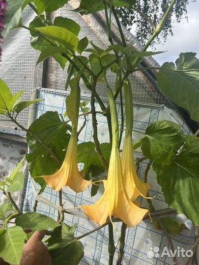 Бругмансия