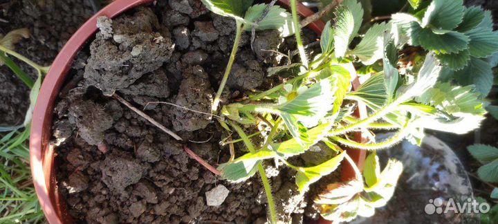 Сортовая клубника