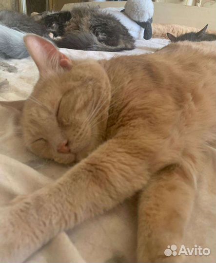 Котик в добрые руки