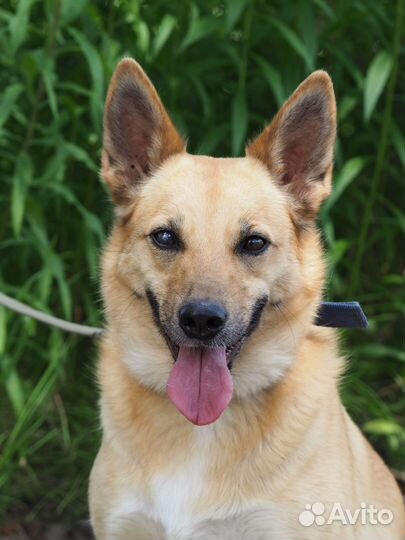 Собака Тоня