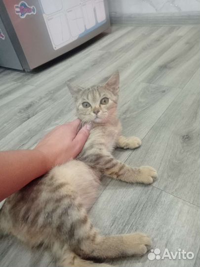 Отдам котёнка
