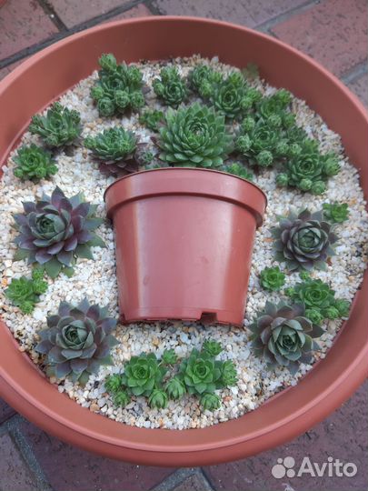 Очиток, молодило