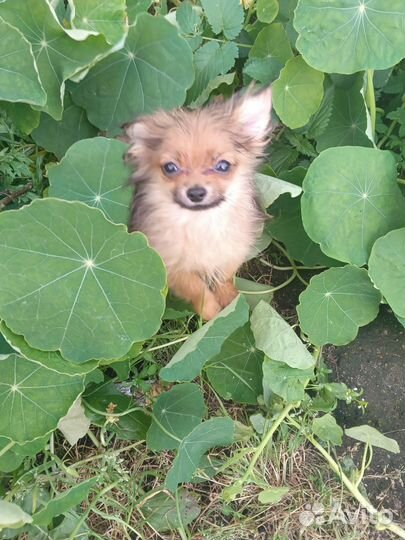 Щеночек маленький мальчик