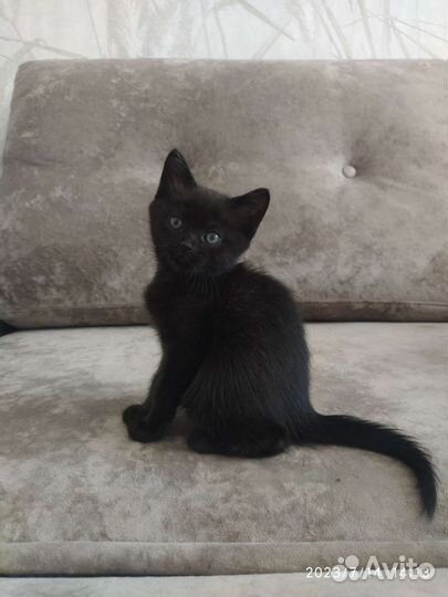 Кошечка, смесь британки и сиамского кота