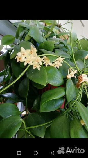 Хойи Дептера, буотти, Грацилис