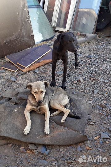 Дворняжки в добрые руки