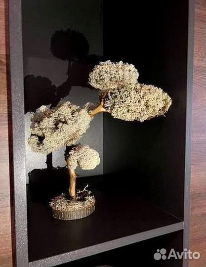 Дерево бонсай