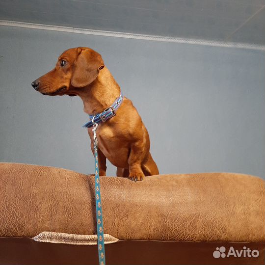 Такса вязка кобель