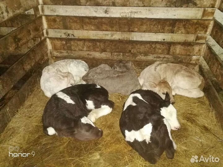 Телята разные