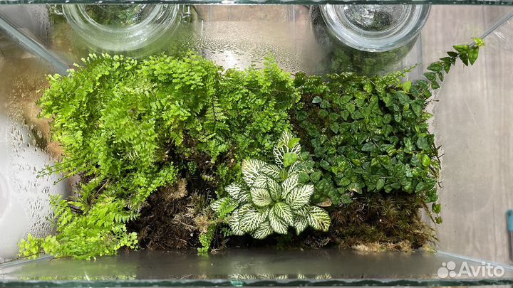 Фикус дуболистный