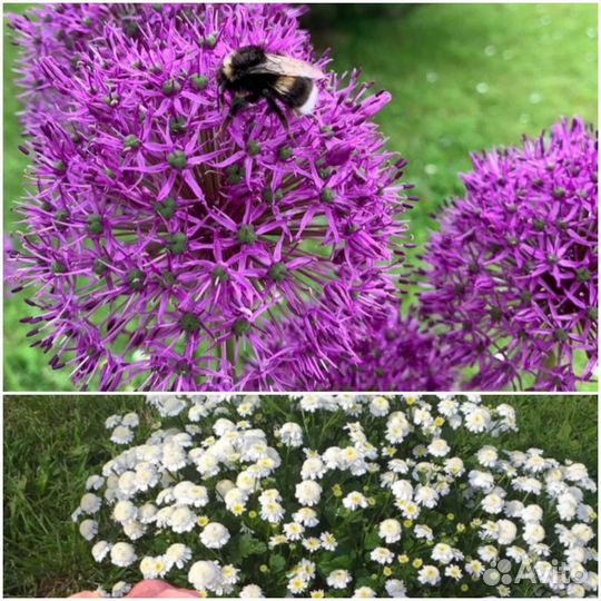 Лилейники, эхинацея