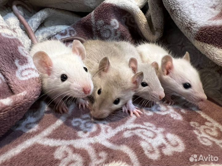 Ручные сиамские крысята белочки