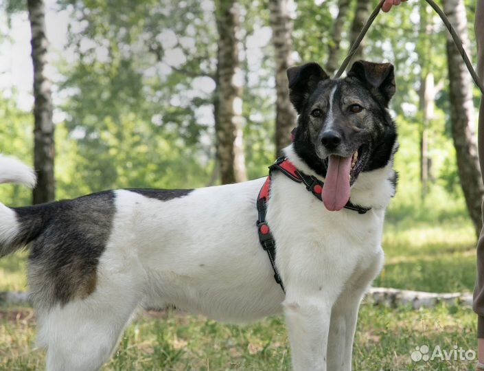 Собака Глория из приюта ищет дом