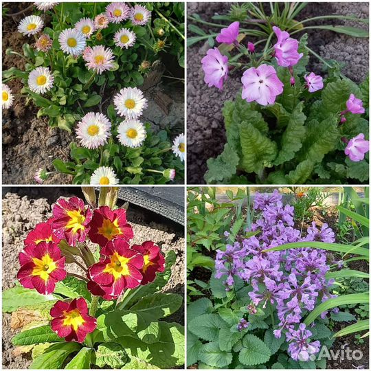 Многолетние цветы