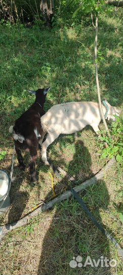 Козёл на вязку