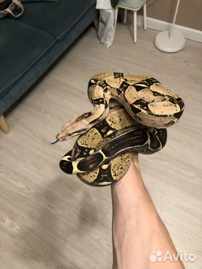 Имераторский удав самец