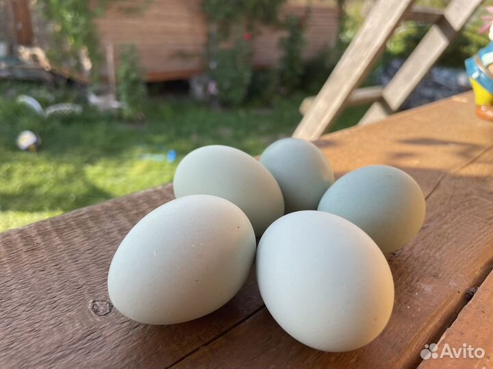 Ухейилюй, маран ч/м, инк. яйцо