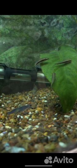 Водорослеед