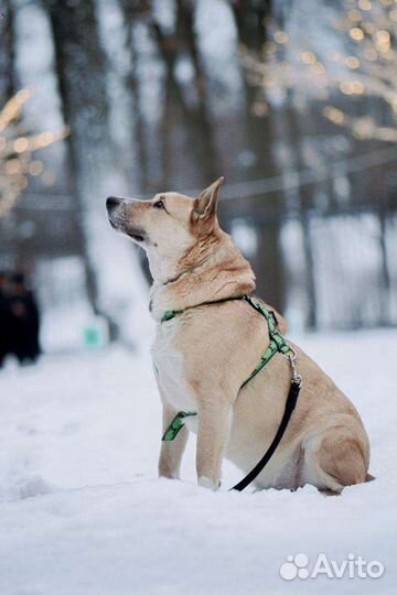 Собака Рик в дар бесплатно