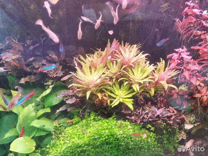 Растение лимнофила ароматика