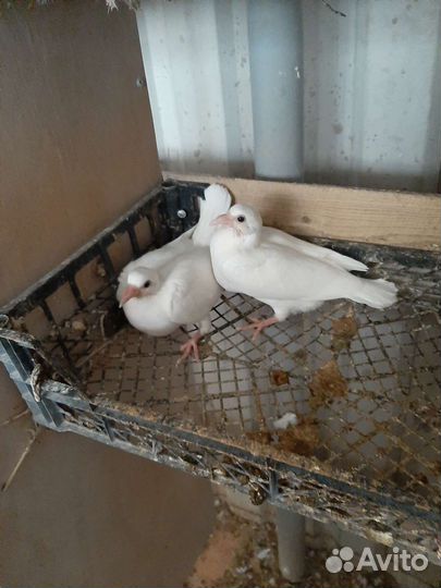 Голуби спортивные белые чехи птенцы
