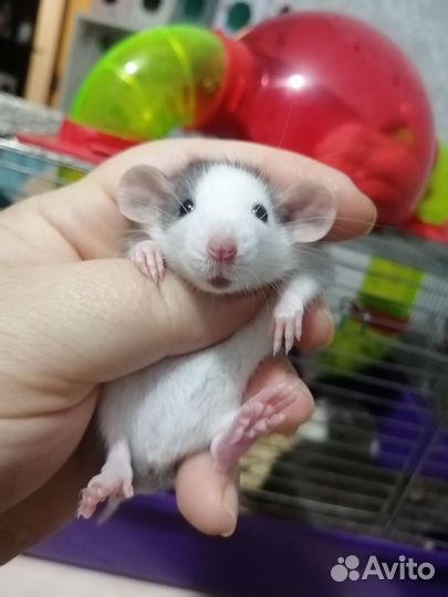 Крыса крысята дамбо рекс