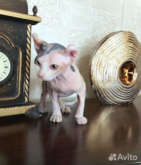 Котята сфинкс эльф