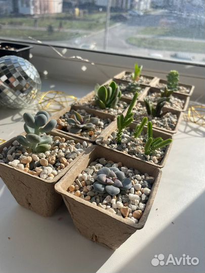 Суккуленты