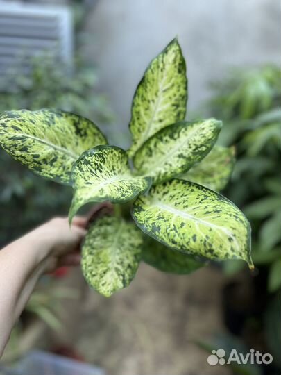 Диффенбахия везувий, компакта